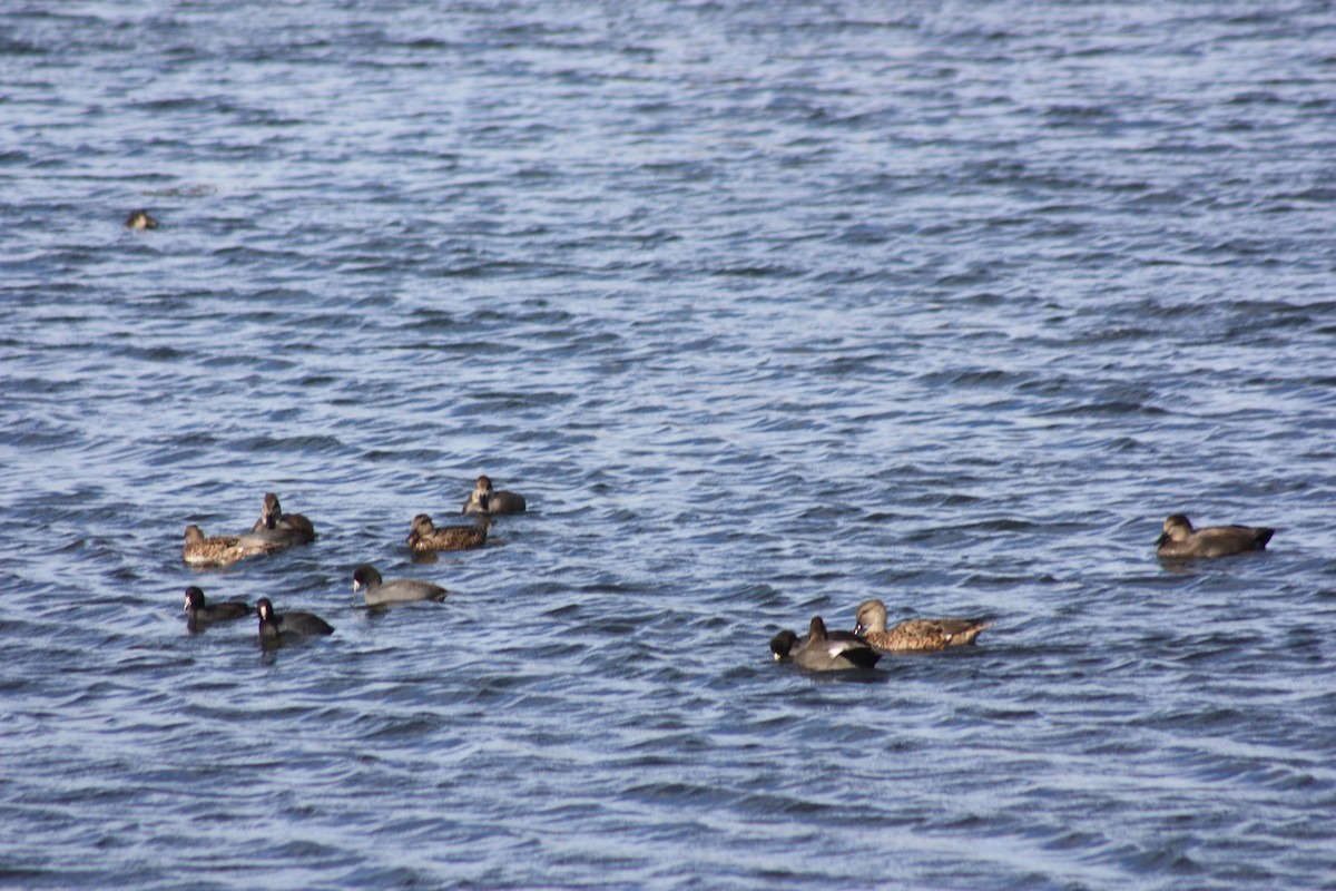 Gadwall - ML376689041