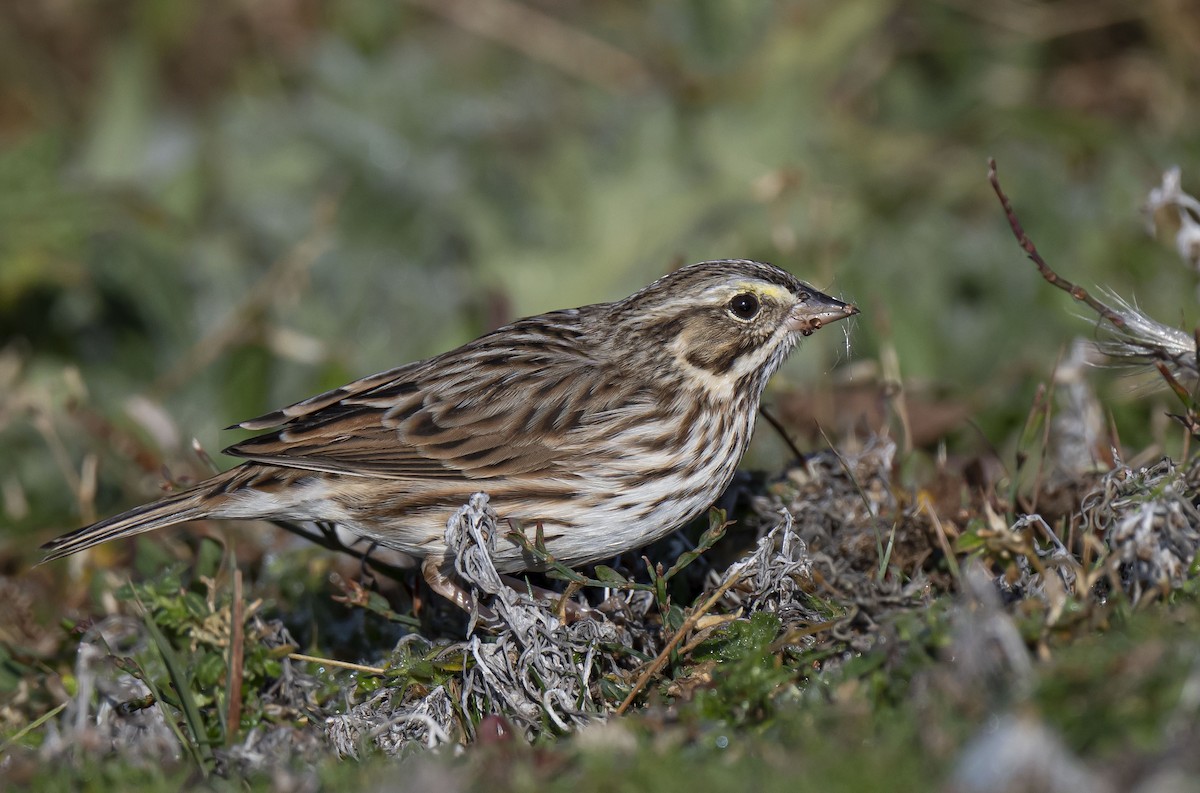 Savannah Sparrow - ML376689531