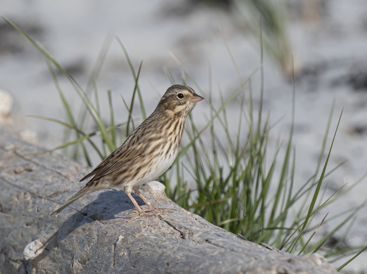 Savannah Sparrow - ML376689591