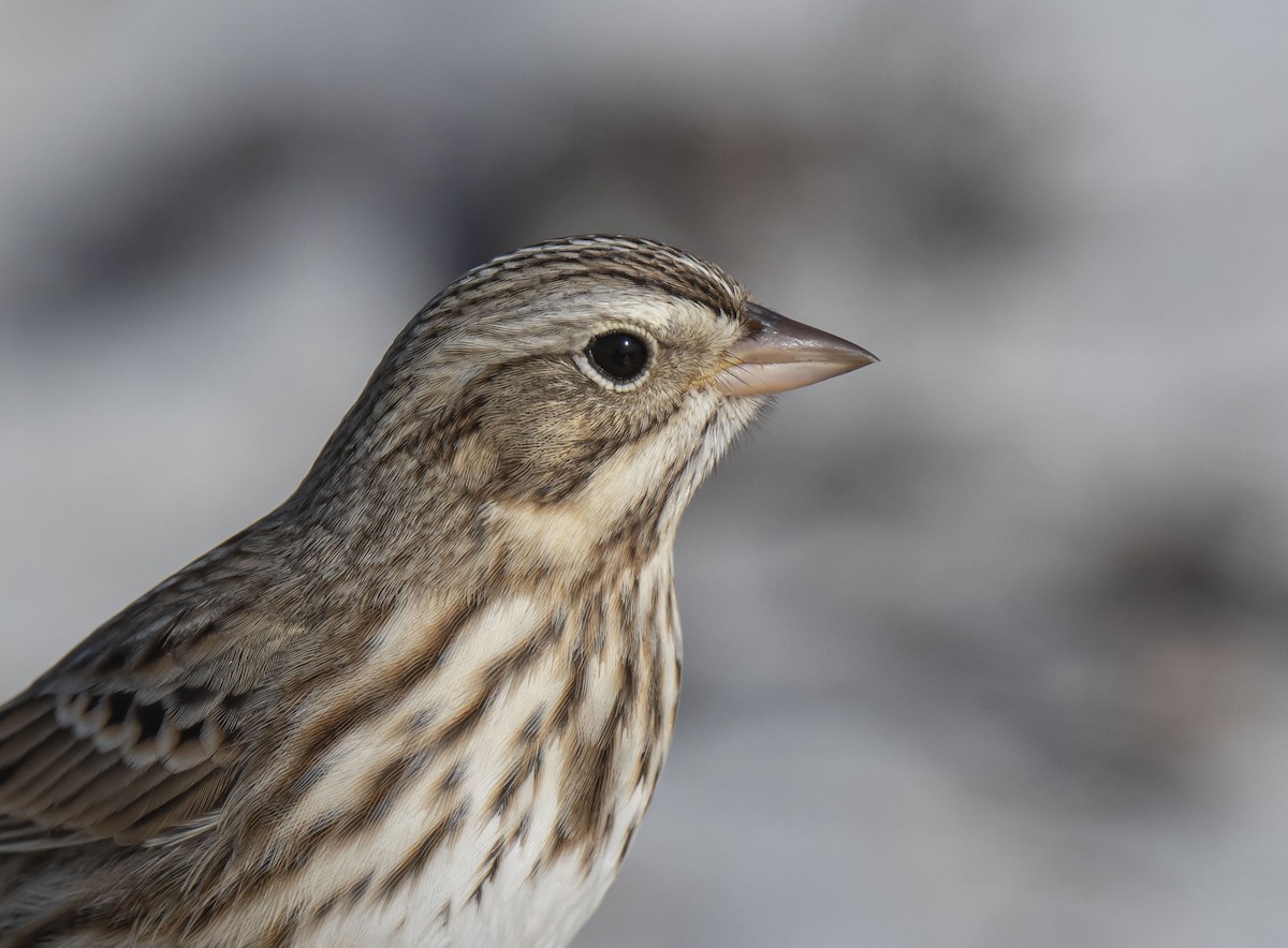 Savannah Sparrow - Ronnie d'Entremont