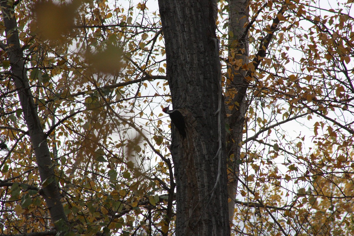 Pileated Woodpecker - ML376689841