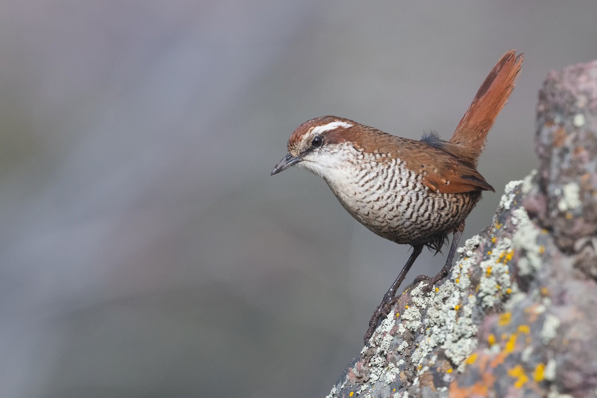 White-throated Tapaculo - ML376690061