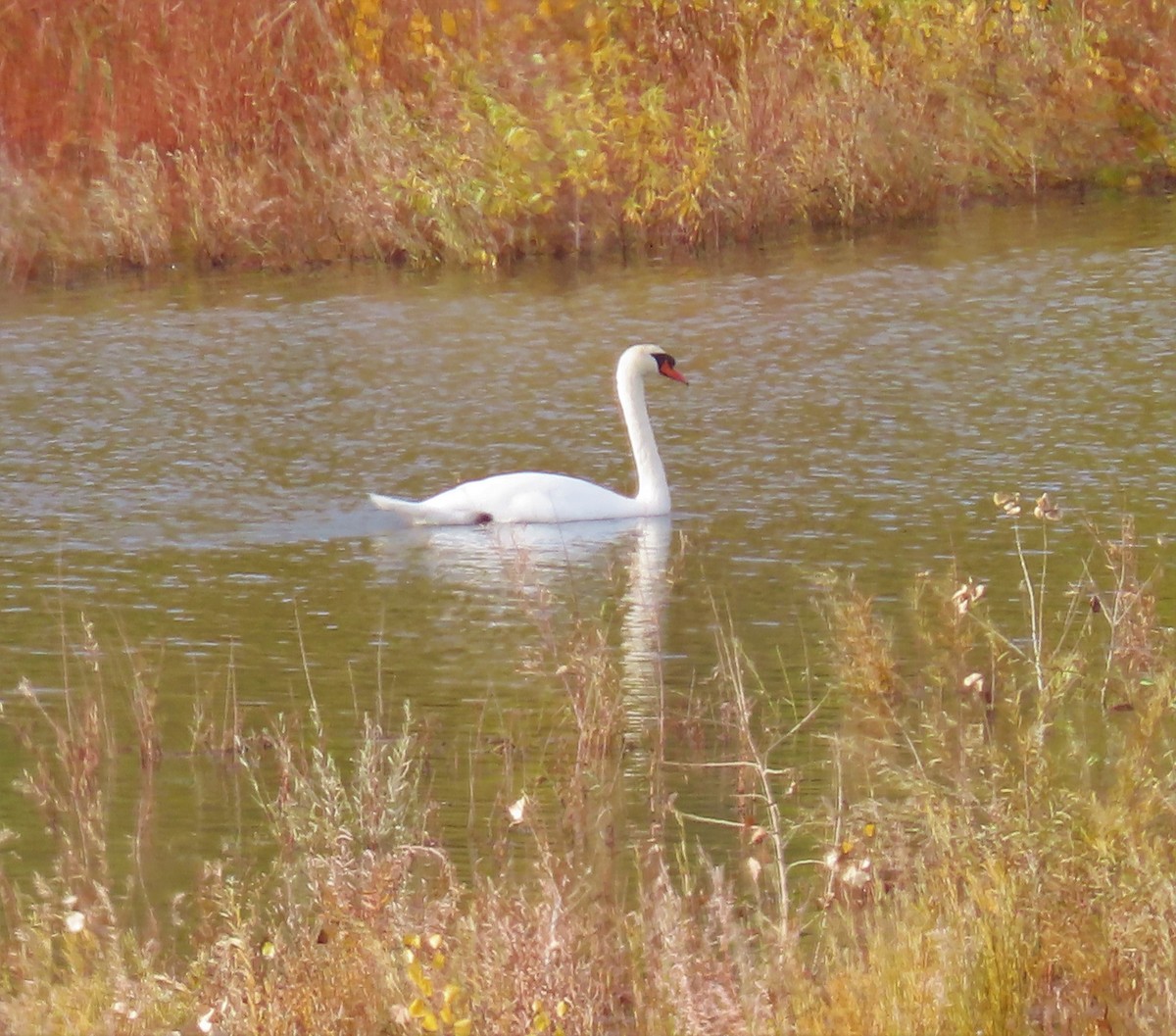 Mute Swan - ML376691151