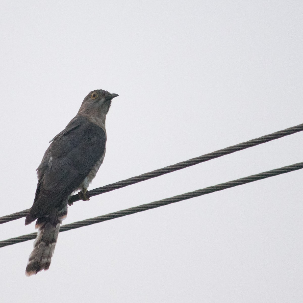 Common Hawk-Cuckoo - Bhavik Dutt