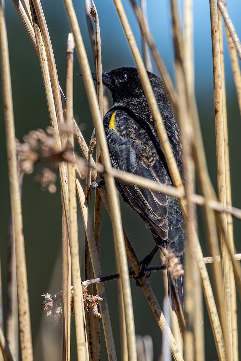 Yellow-winged Blackbird - ML376693851