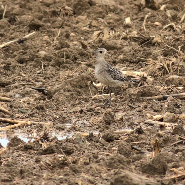American Golden-Plover - ML376694021