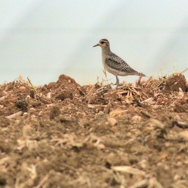 American Golden-Plover - ML376694331