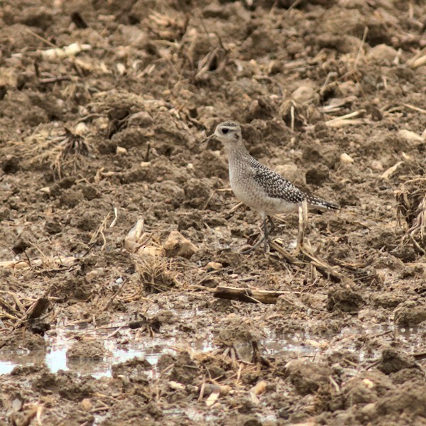 American Golden-Plover - ML376694341