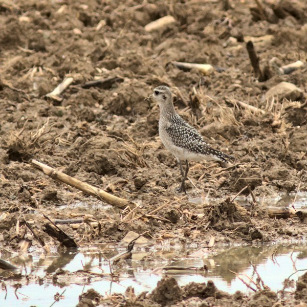 American Golden-Plover - ML376694361
