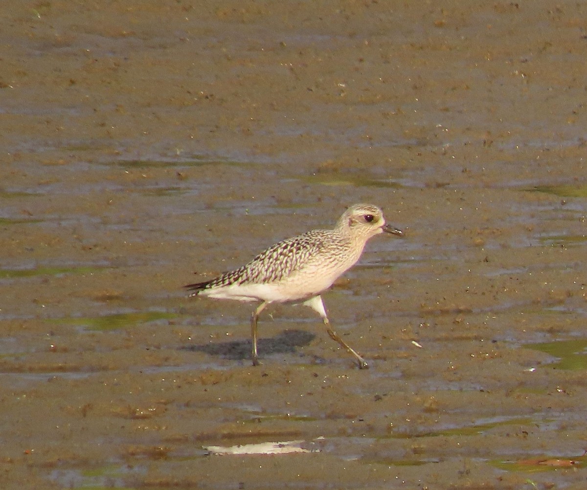 Black-bellied Plover - ML376695081