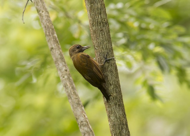 Smoky-brown Woodpecker - ML37669701