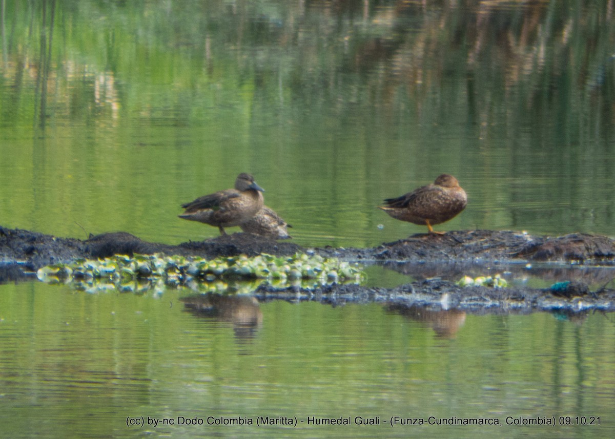 Cinnamon Teal - ML376698201