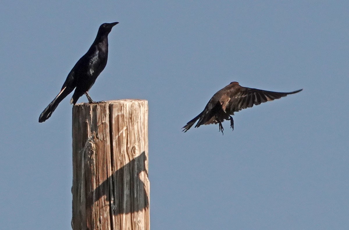 Great-tailed Grackle - Diane Drobka