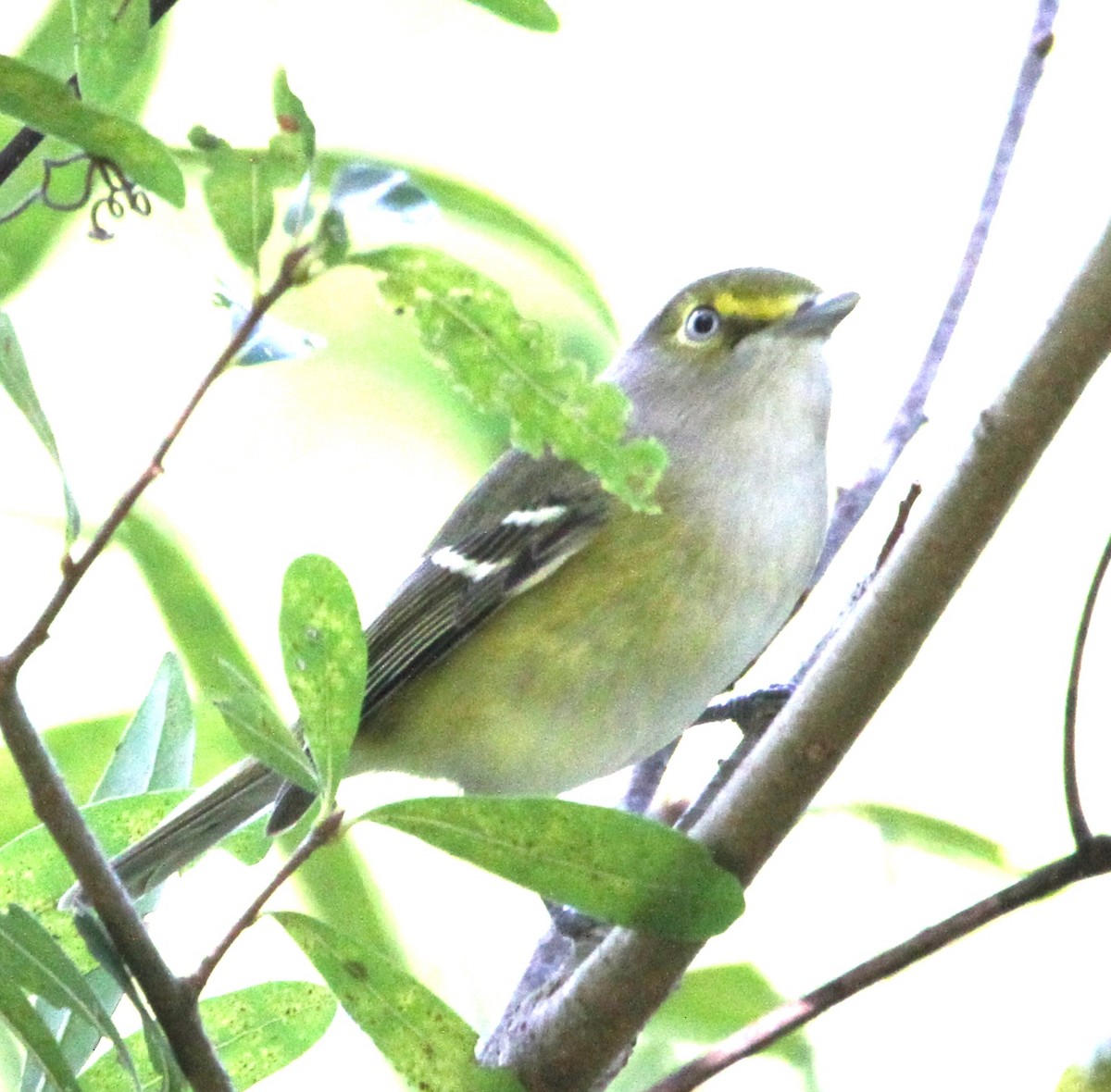 Ak Gözlü Vireo - ML376698841