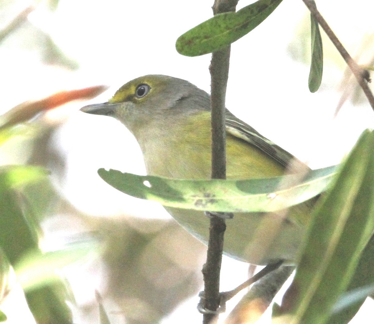 Ak Gözlü Vireo - ML376698881