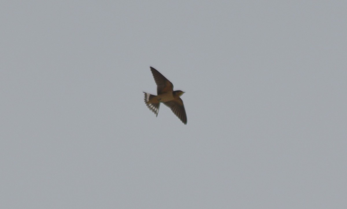 Barn Swallow - ML376699321