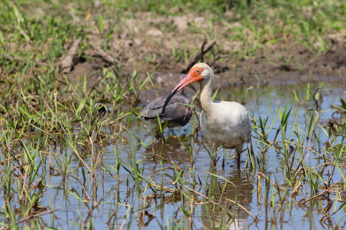 White Ibis - ML376704771