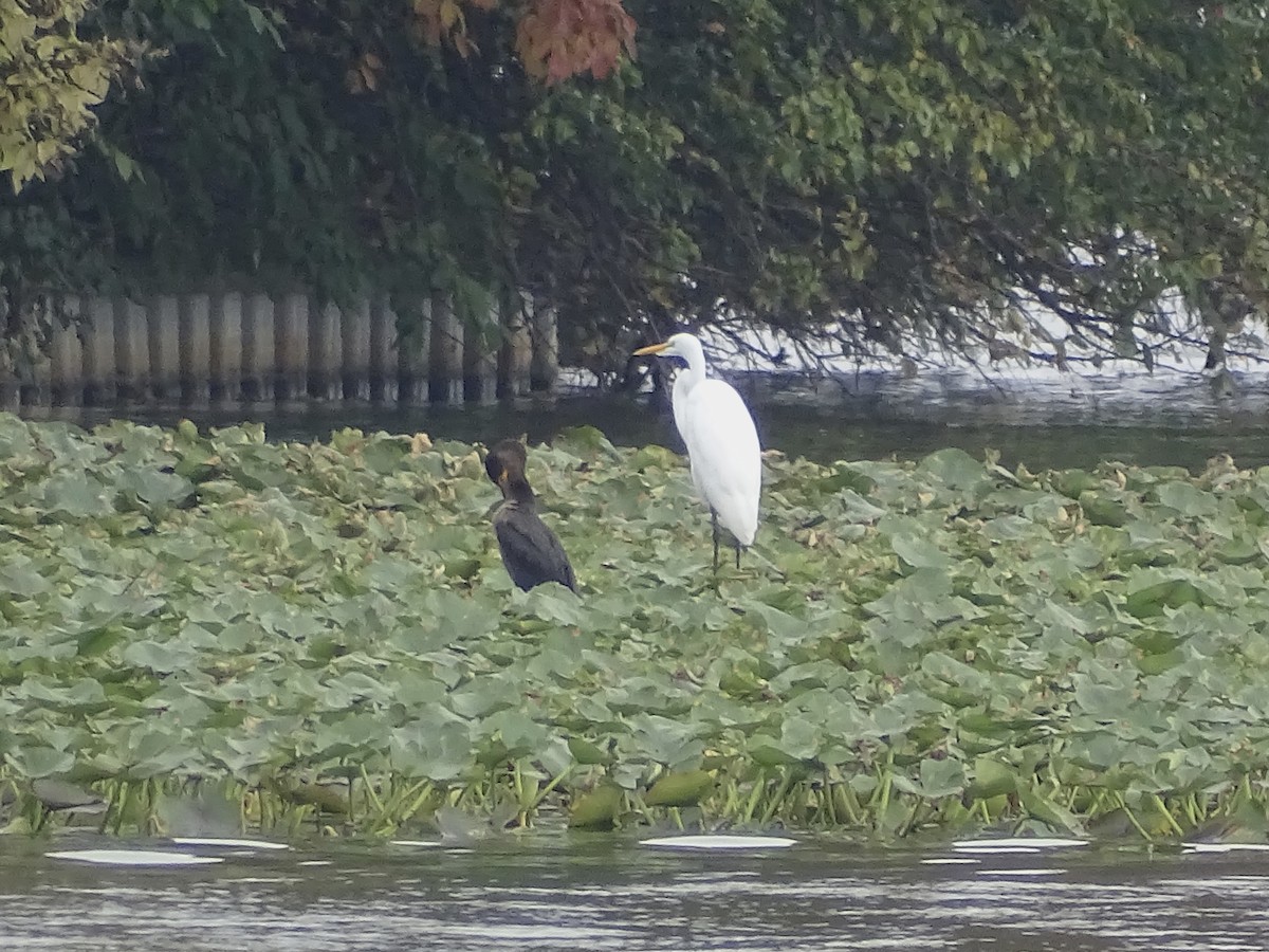 Great Egret - ML376705161