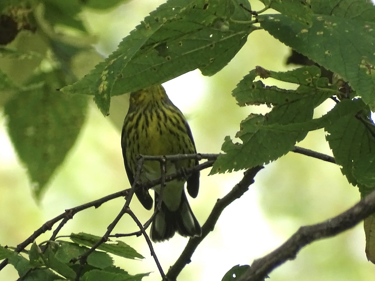 Cape May Warbler - Jeffrey Roth