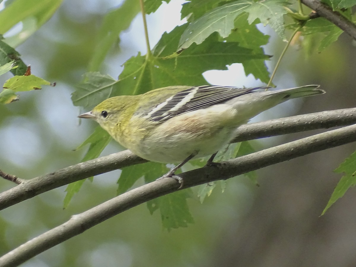 Bay-breasted Warbler - ML376705561