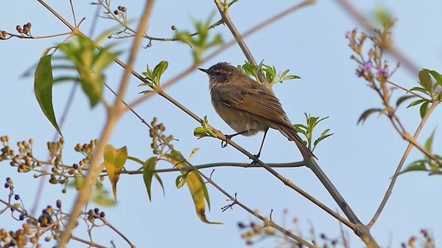 Common Chiffchaff (Siberian) - ML376705711