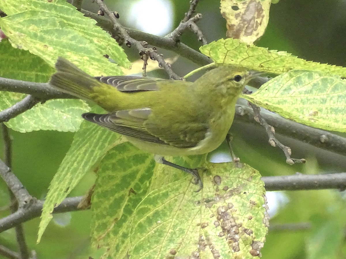 Tennessee Warbler - ML376705721