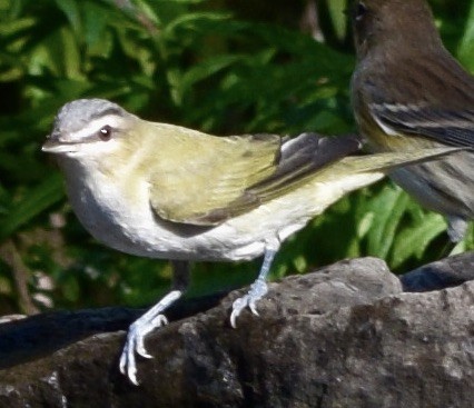 Red-eyed Vireo - don mcgregor