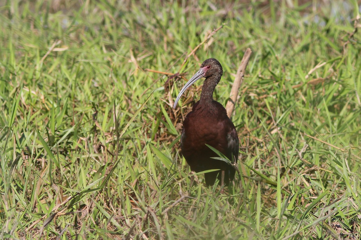 White-faced Ibis - ML376707291