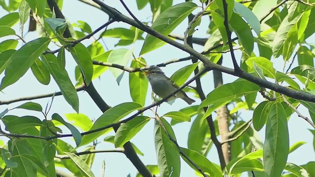 Blyth's Leaf Warbler - ML376708321