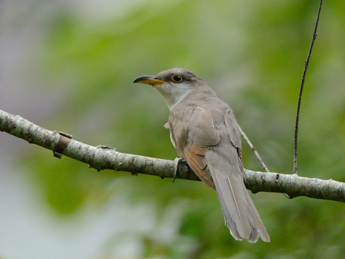 Yellow-billed Cuckoo - ML376708961