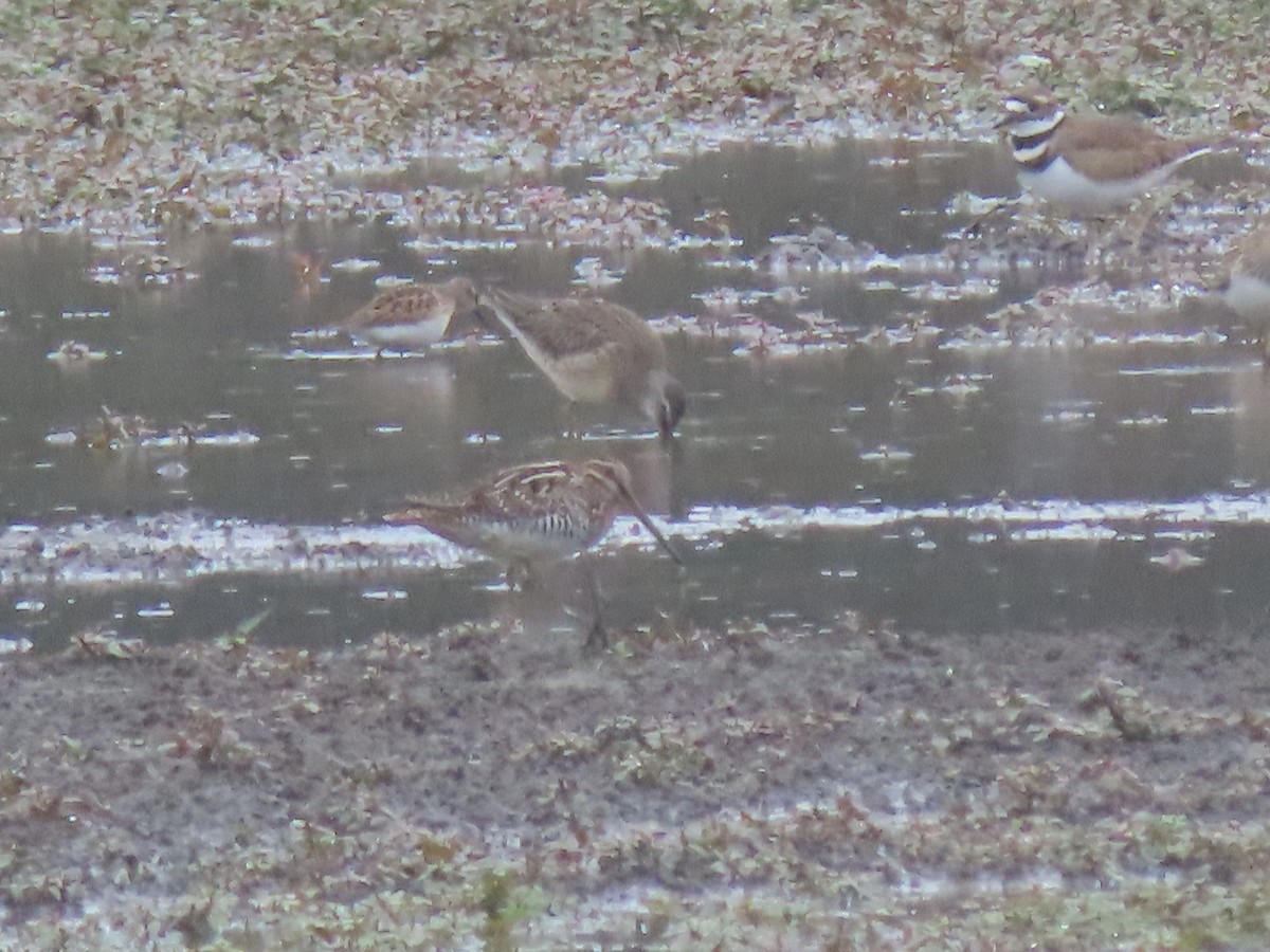 Wilson's Snipe - ML376708971