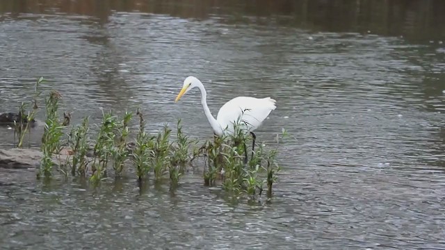 Great Egret - ML376709151