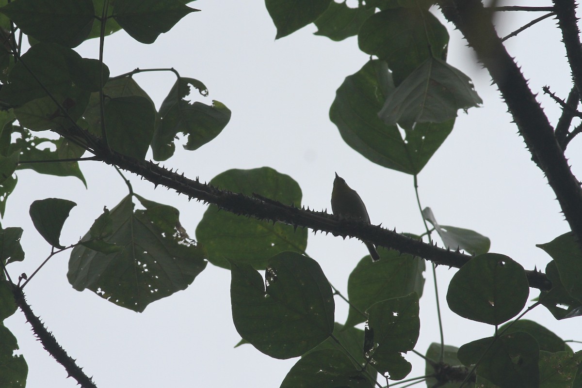 Indian White-eye - ML376709761