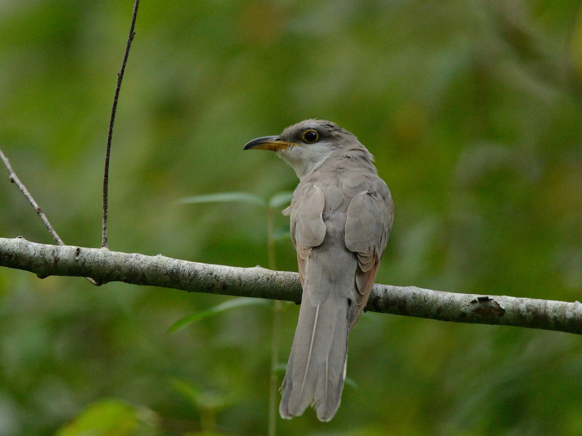 Yellow-billed Cuckoo - Megan Gray