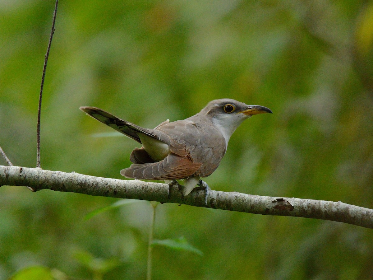 Yellow-billed Cuckoo - ML376710951