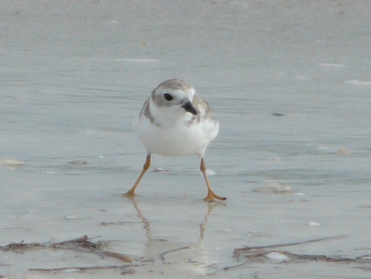 Piping Plover - Shelley Rutkin