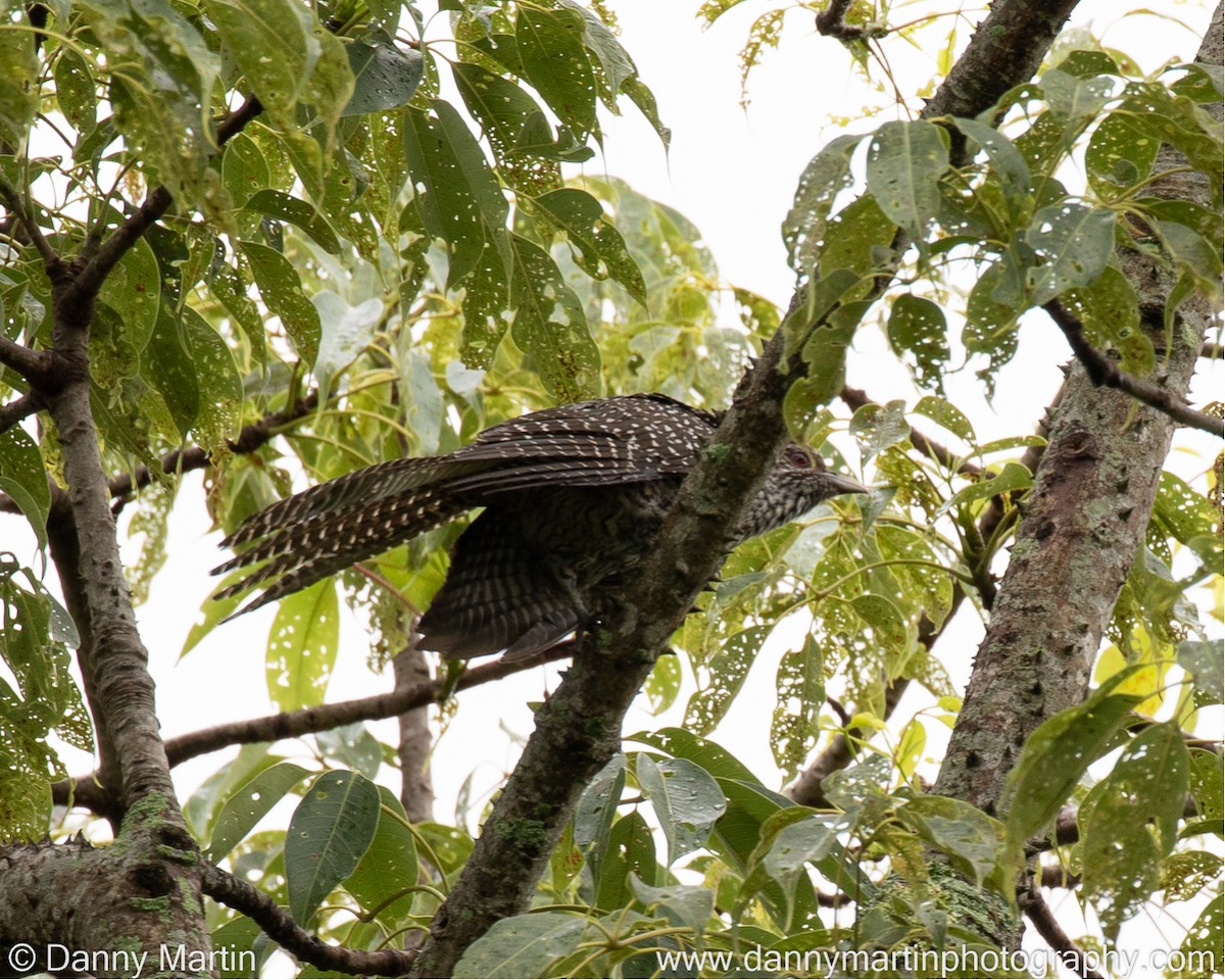 Asian Koel - Danny Martin