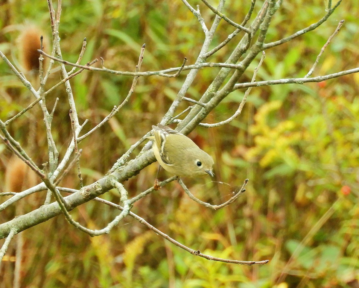 Ruby-crowned Kinglet - ML376714321