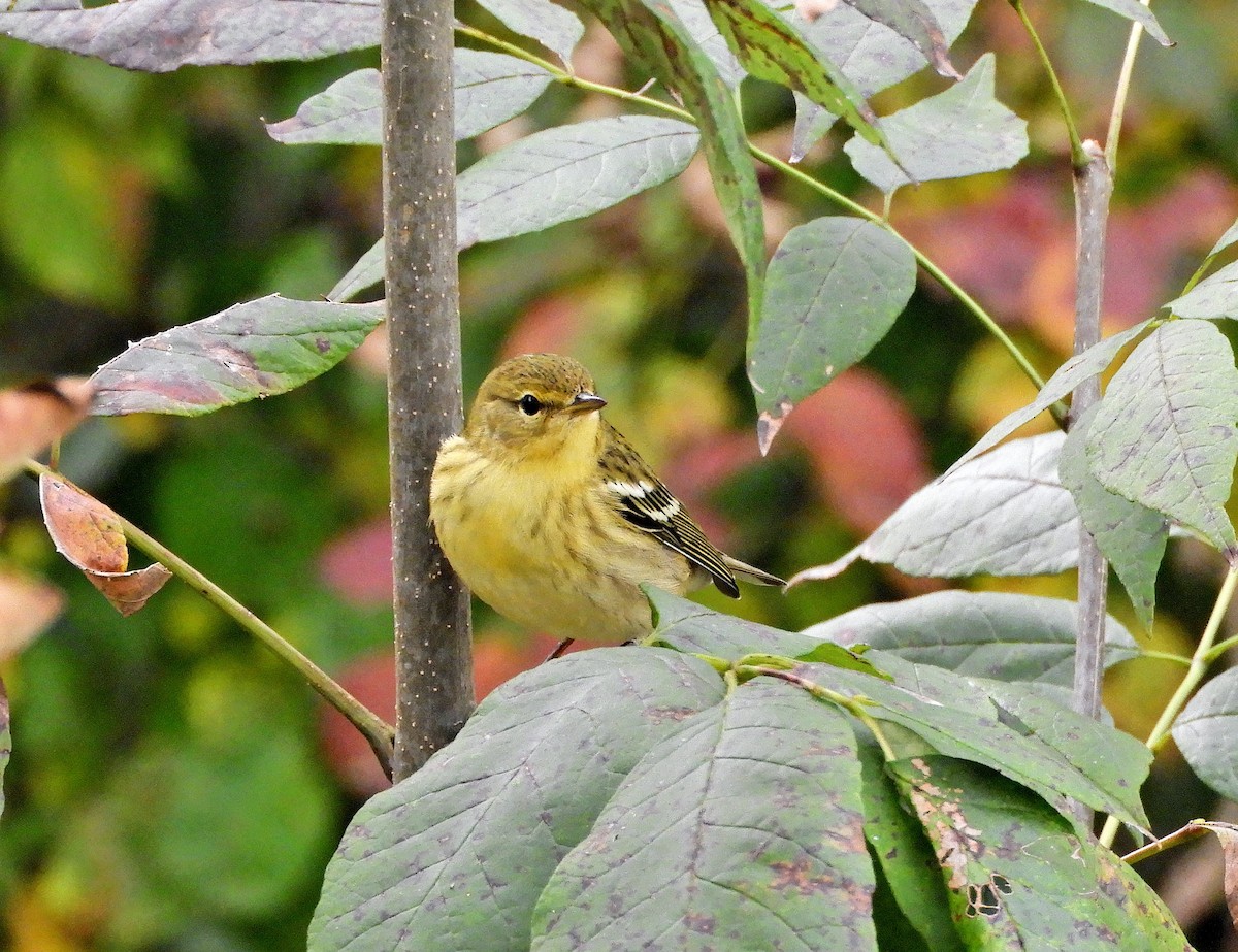 Blackpoll Warbler - ML376715081