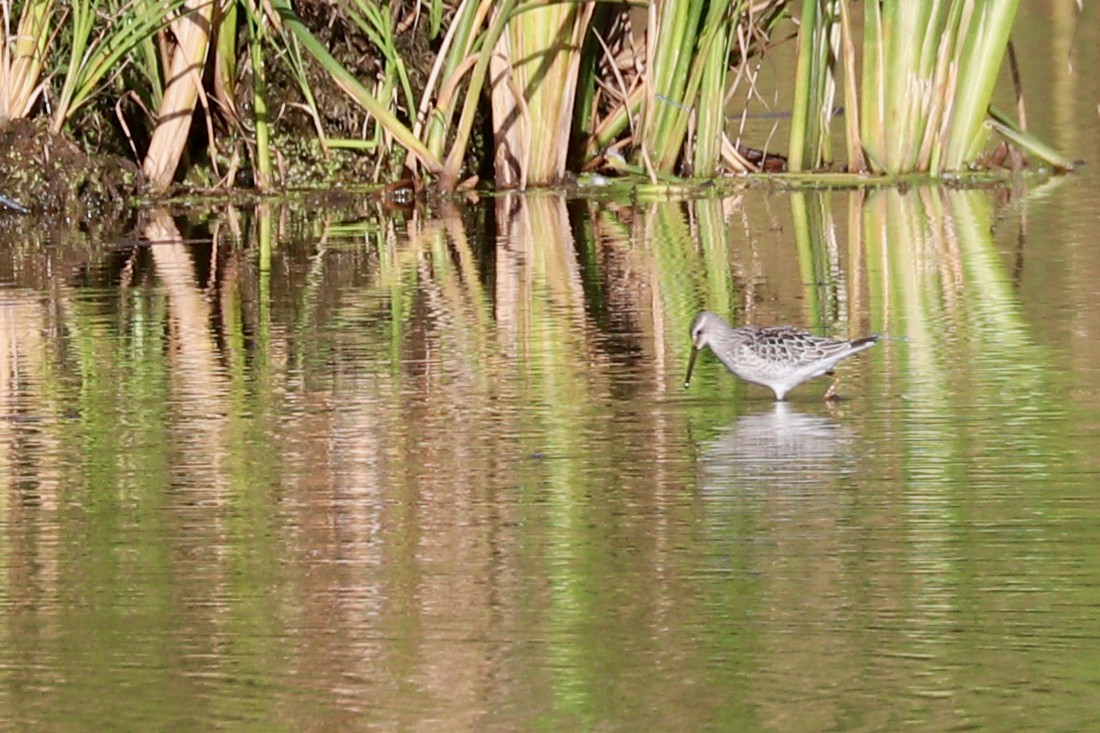 Bécasseau à échasses - ML376715191