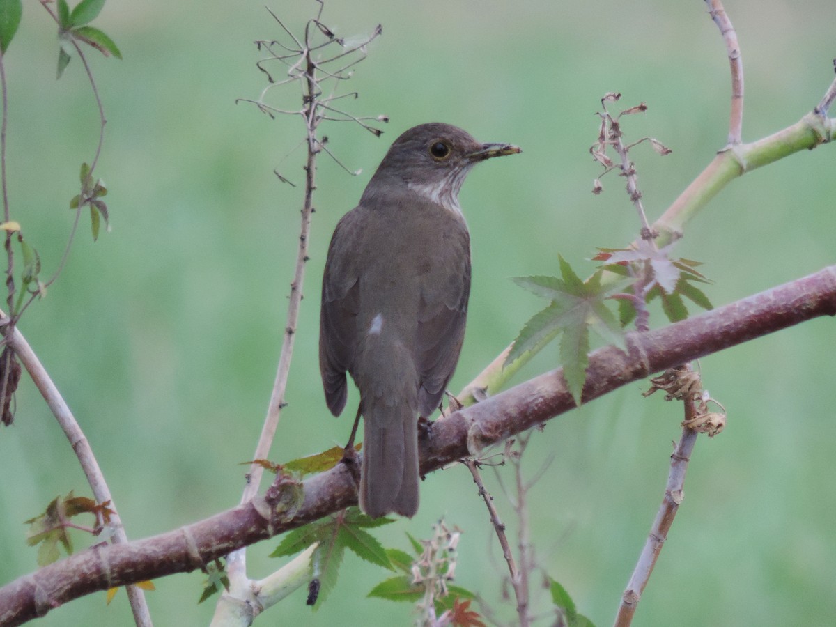 Rufous-bellied Thrush - ML376715661