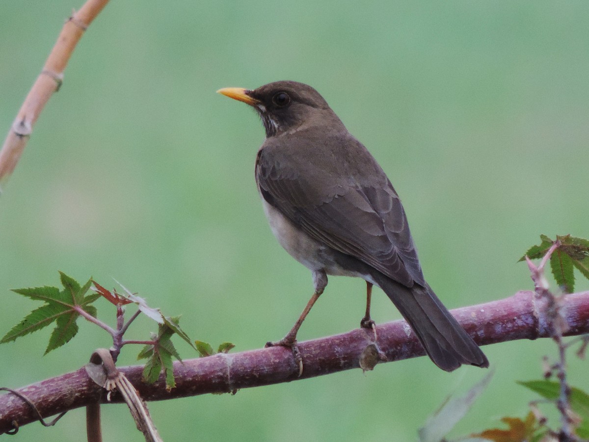 Creamy-bellied Thrush - ML376716071