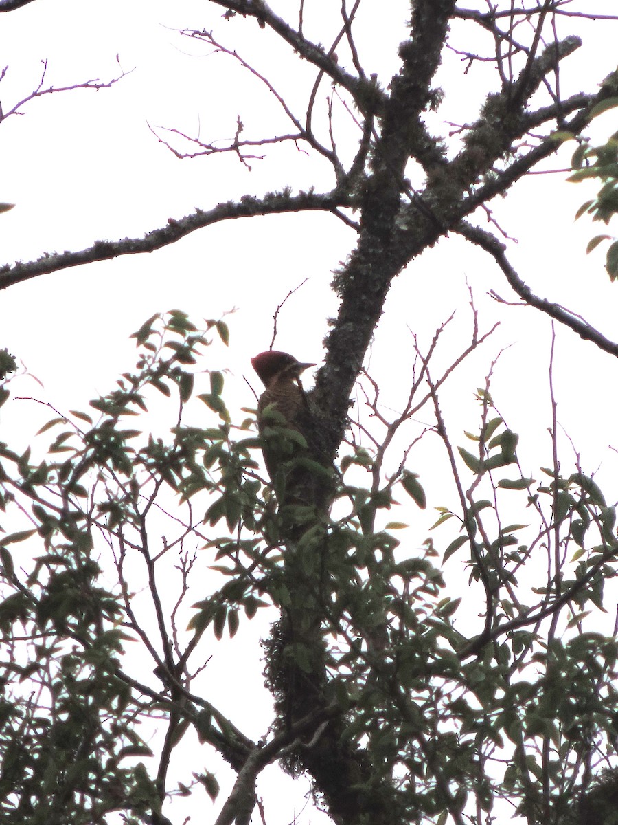 Golden-green Woodpecker - María Ines Paz