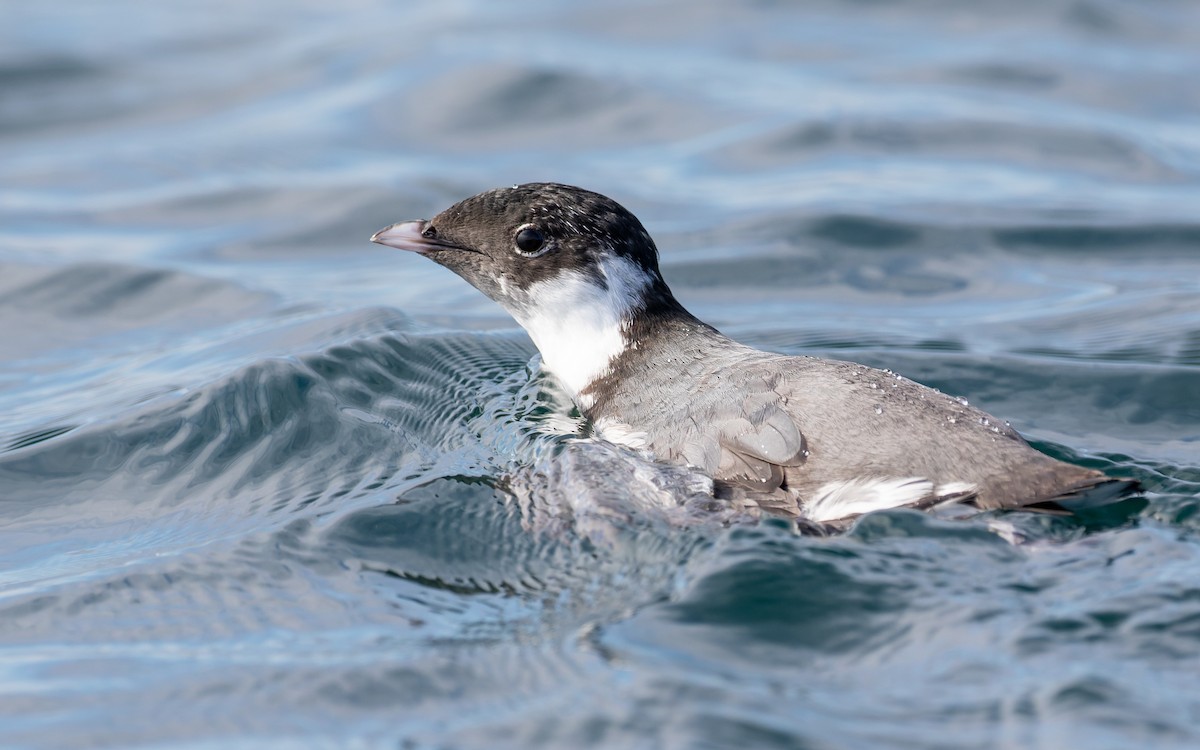 Ancient Murrelet - Blair Dudeck