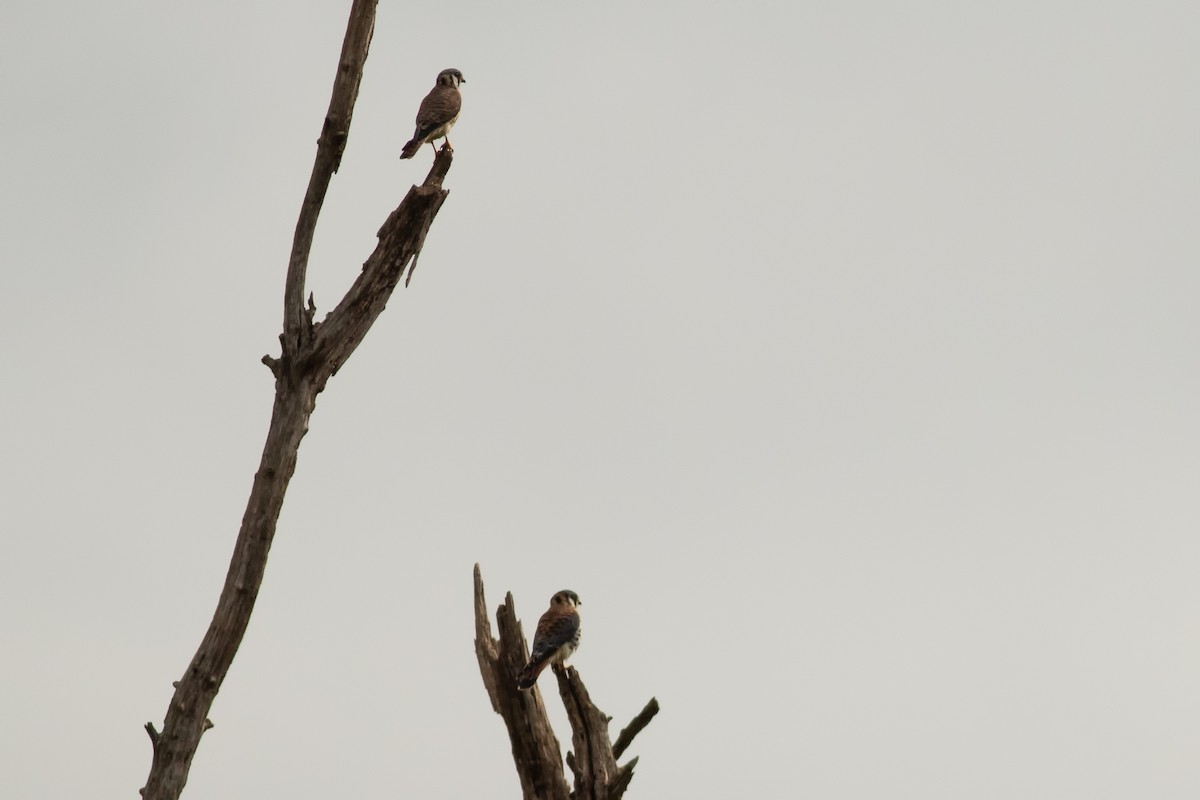 American Kestrel - ML376718491