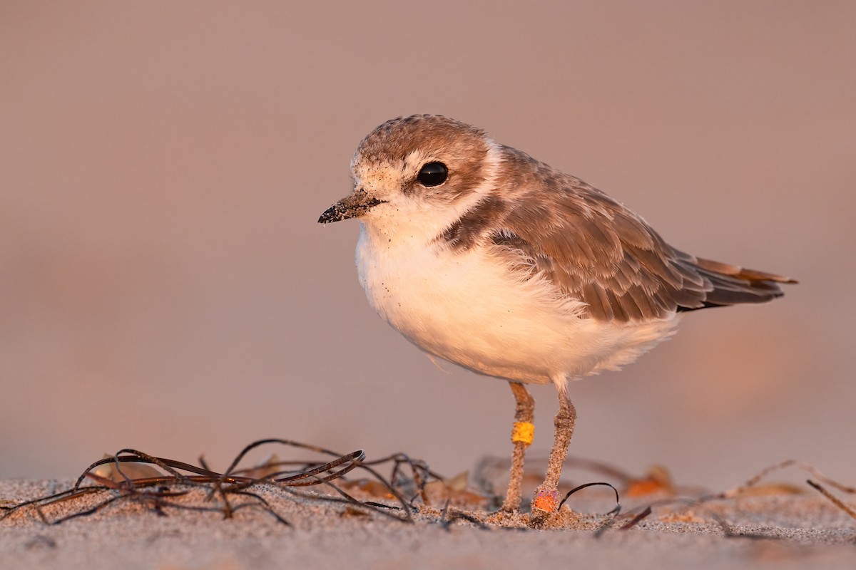 Snowy Plover - ML376719941