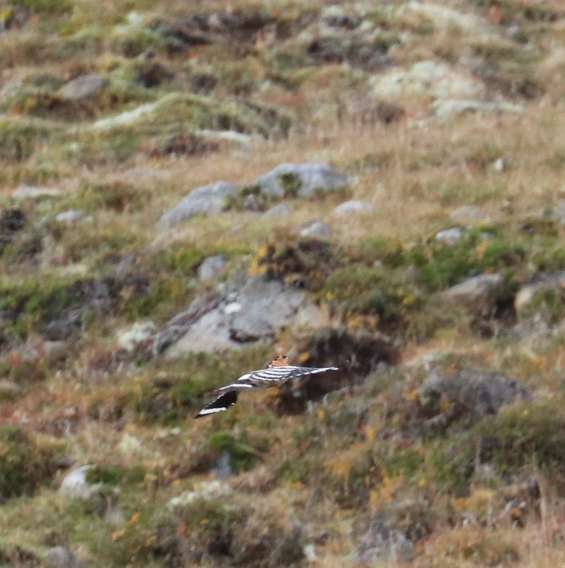 Eurasian Hoopoe - ML376721071