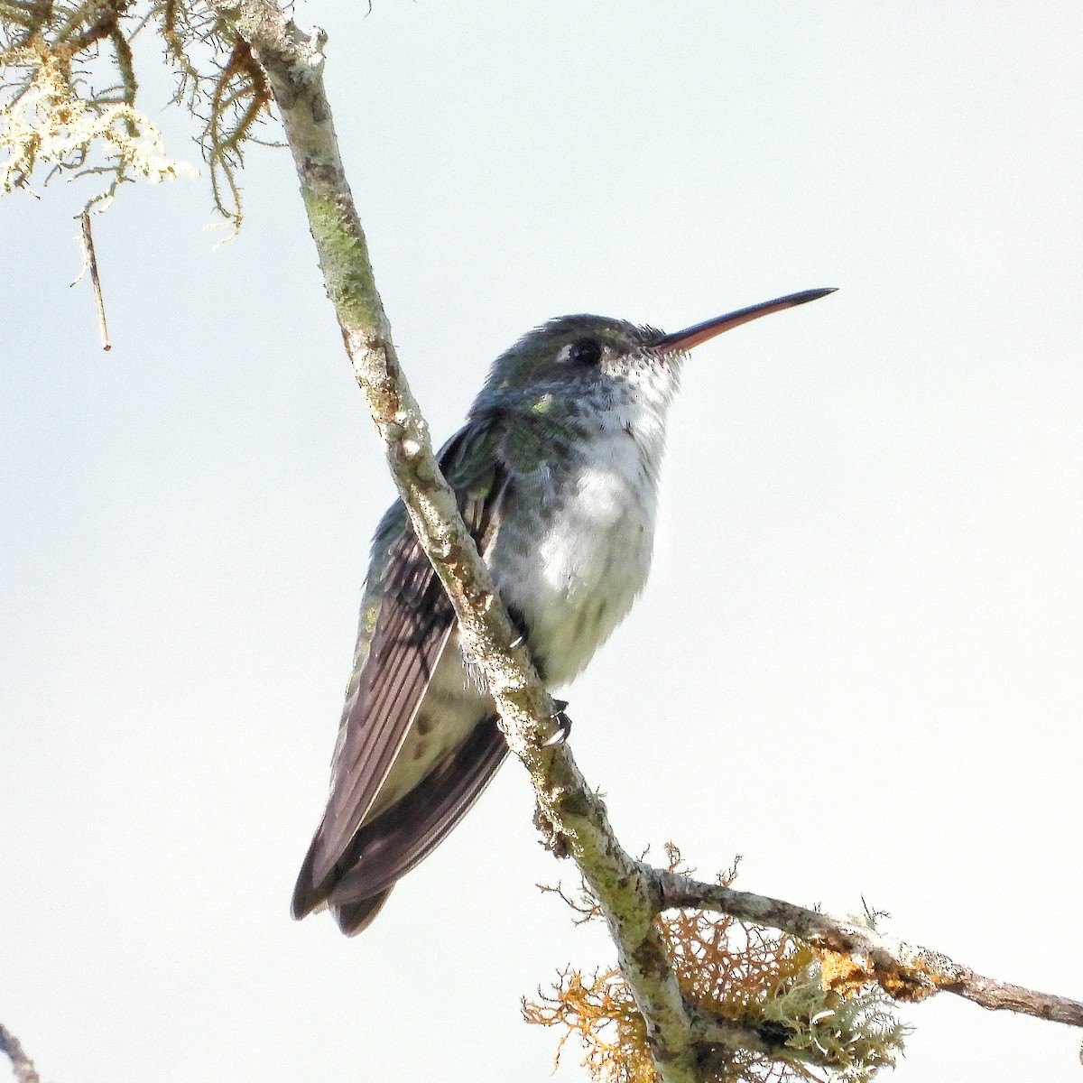 kolibřík bělobřichý - ML376721561