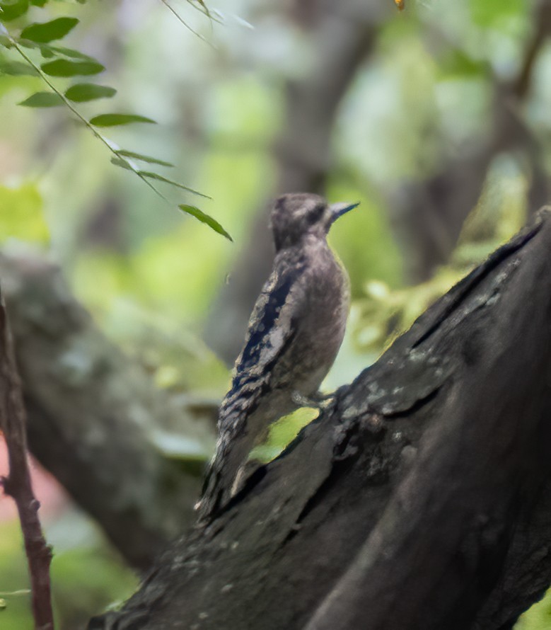 Yellow-bellied Sapsucker - ML376721741