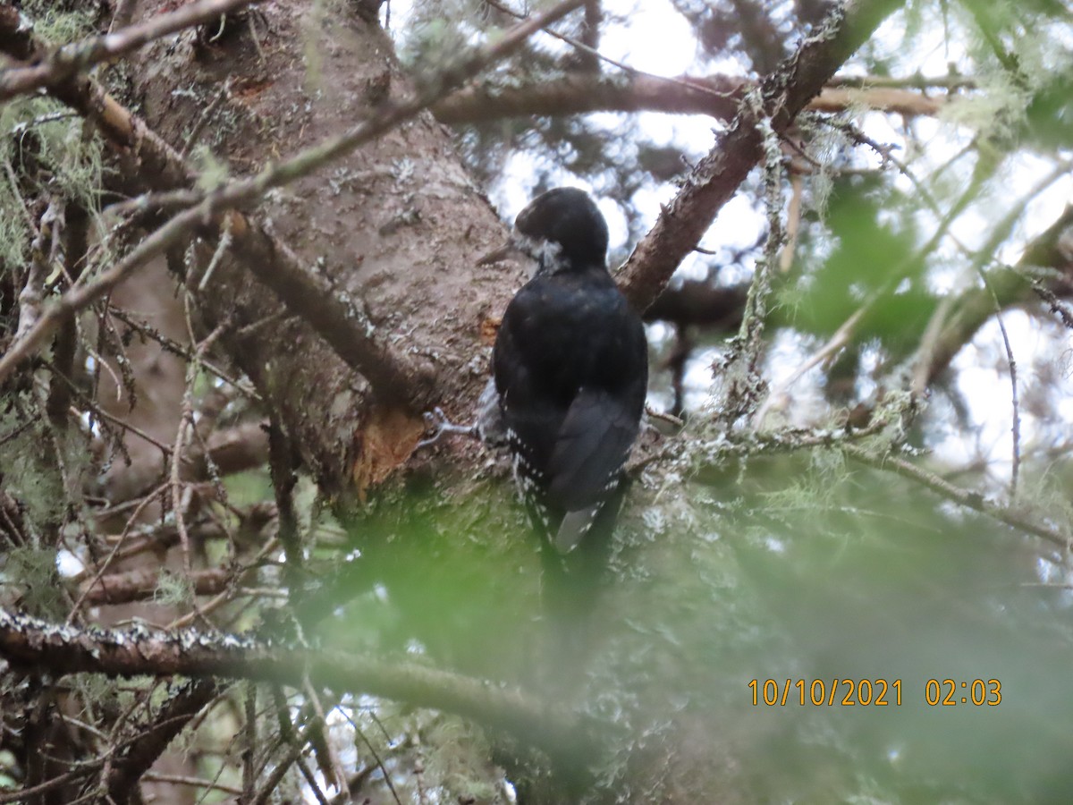 Black-backed Woodpecker - Barry Southard